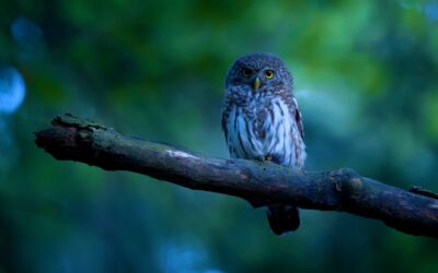 Is Private Equity Past Its Prime? What the Blue Owl Situation Reveals About Private Markets