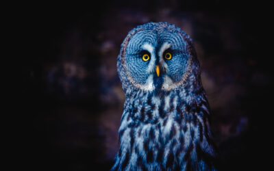 Blue Owl and Private Credit’s Stress Test: What PE Sponsors May Actually Be Thinking About